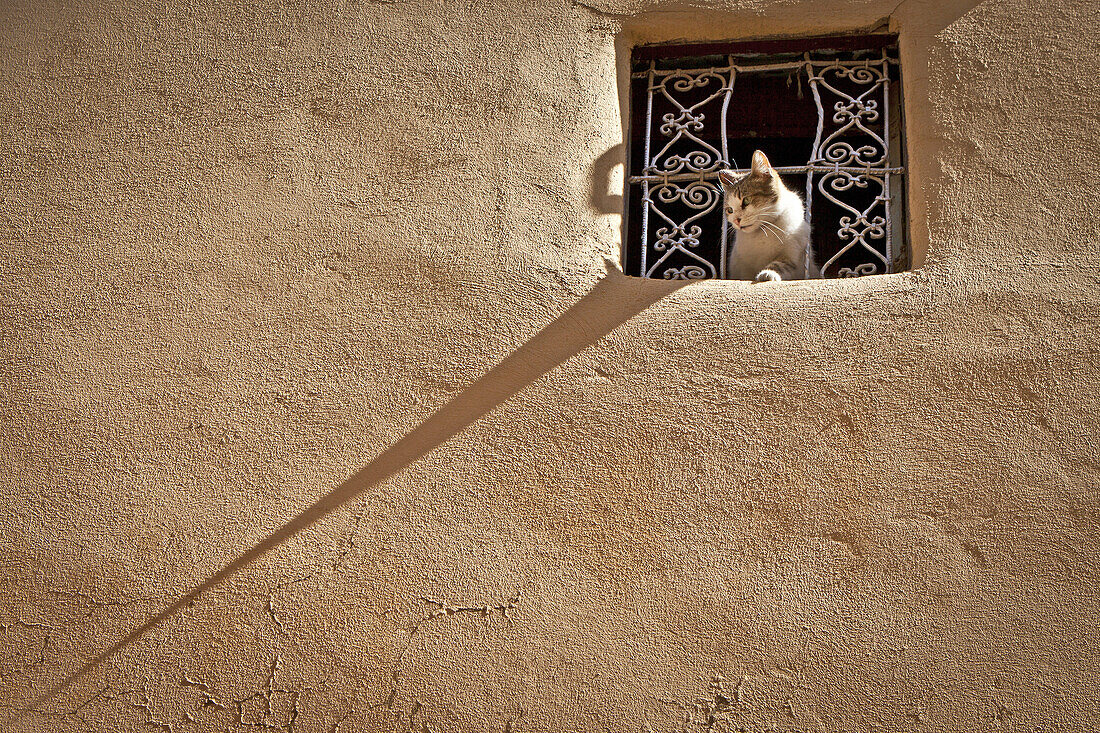Cat in a window of a house of the Medina of Meknes, Morocco, North Africa.