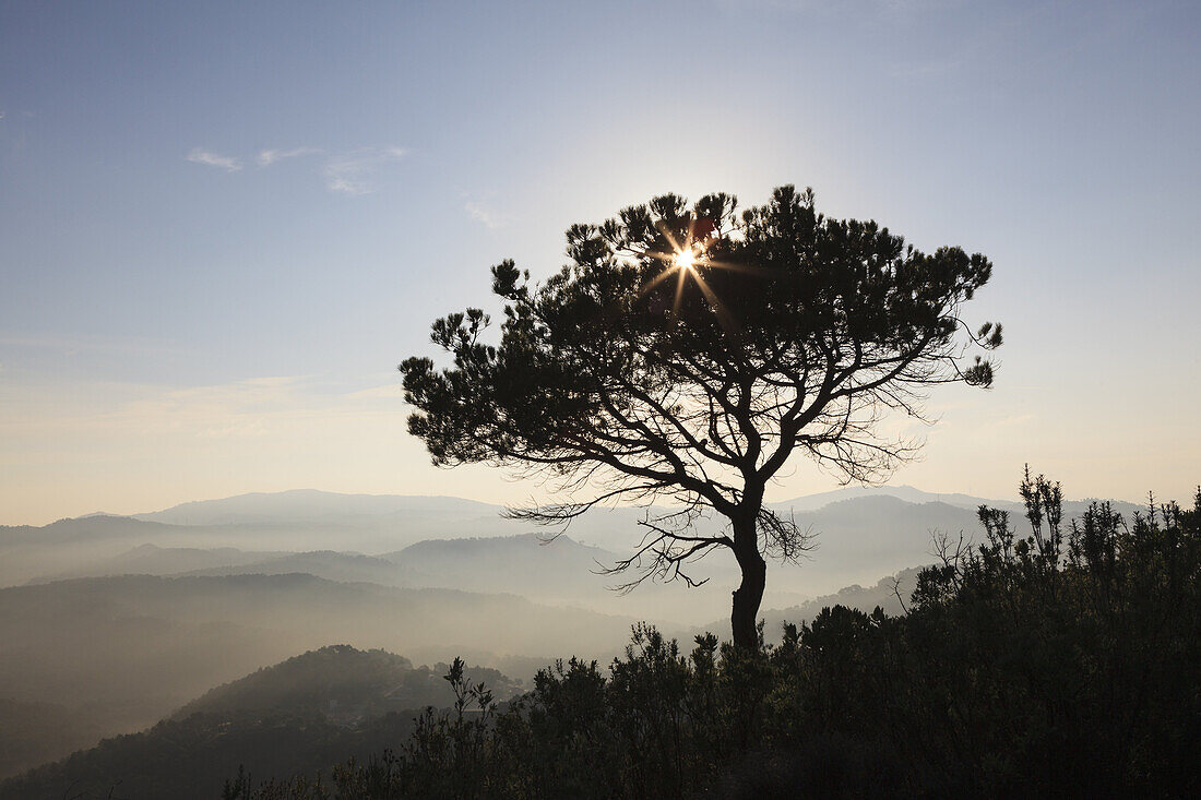 Black Pine (Pinus nigra). Sant Llorenc del Munt i Serra de l´Obac Natural Park. Barcelona Province. Catalunya. Spain.