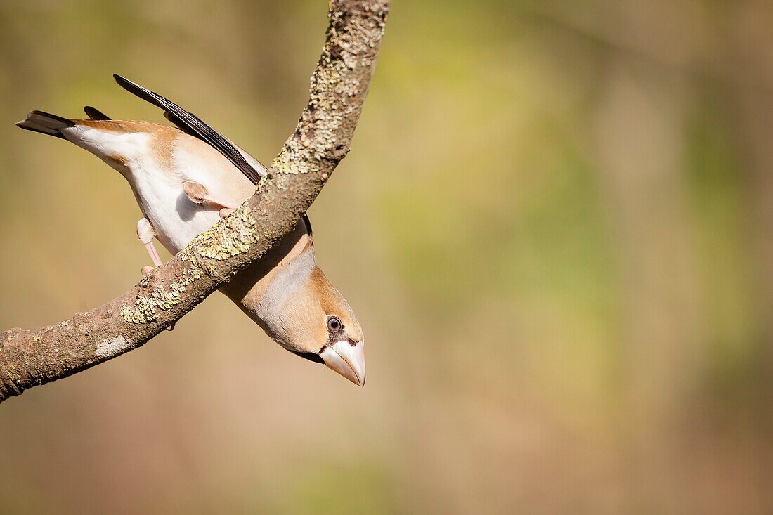 Hawfinch (Coccothraustes coccothraustes) upside down on branch. Collserola Natural Park. Catalonia. Spain.