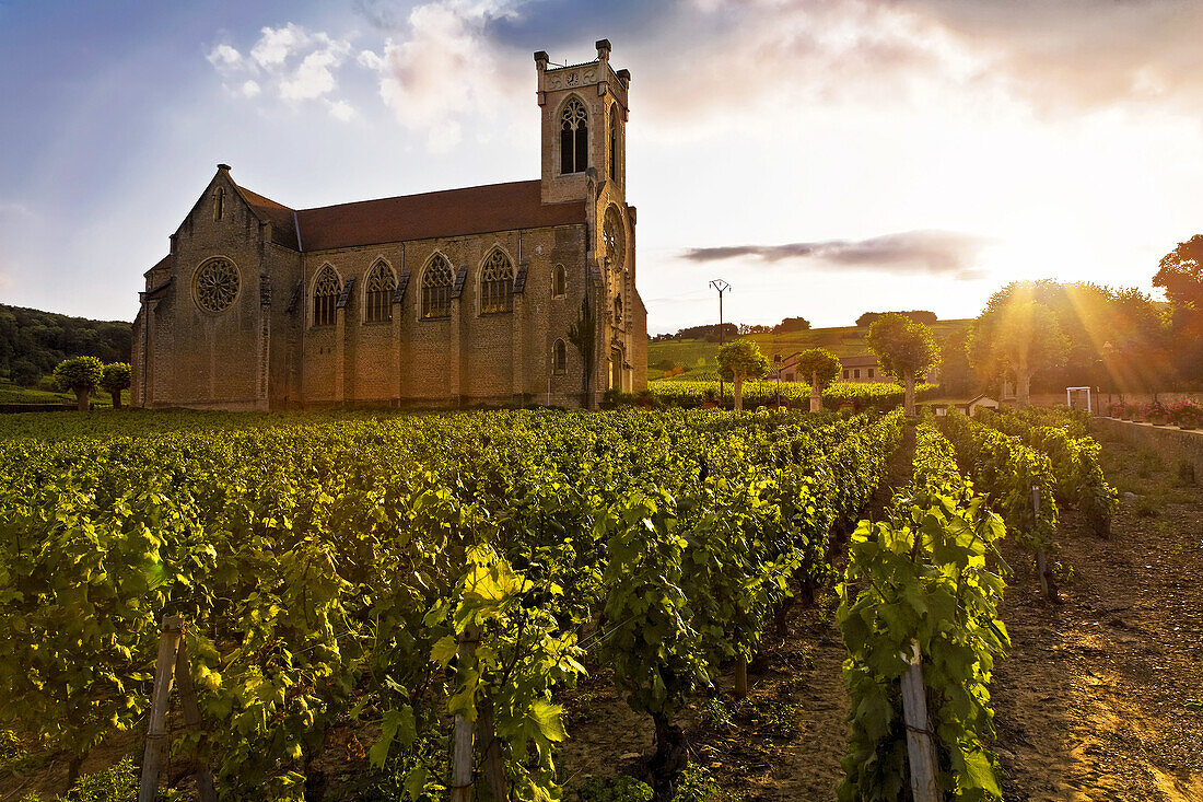 vineyards in fuisse.