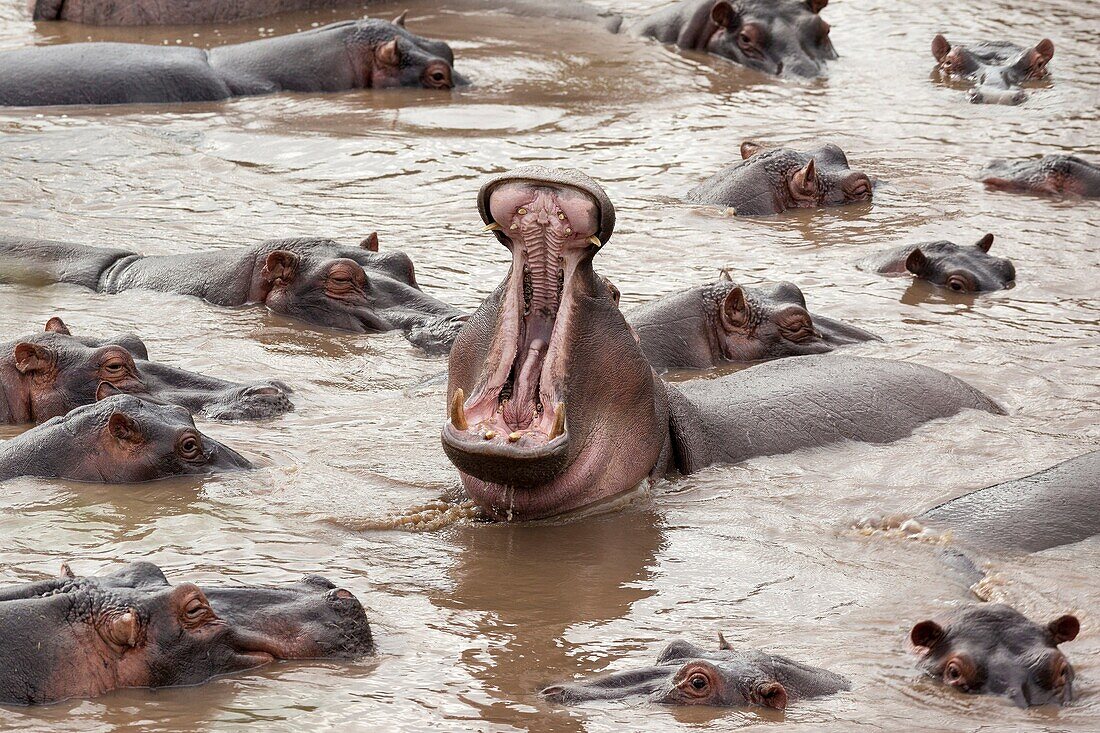 Seronera and Orangi rivers converge in retina hippo pool. serengeti national park.