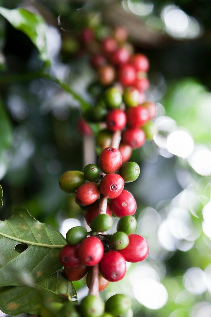 coffe plant. ataco. el salvador.