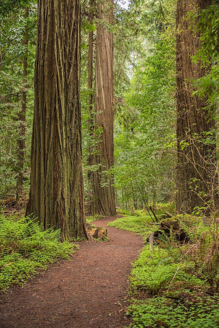 California´s amazing redwoods are found along the Avenue of the Giants.
