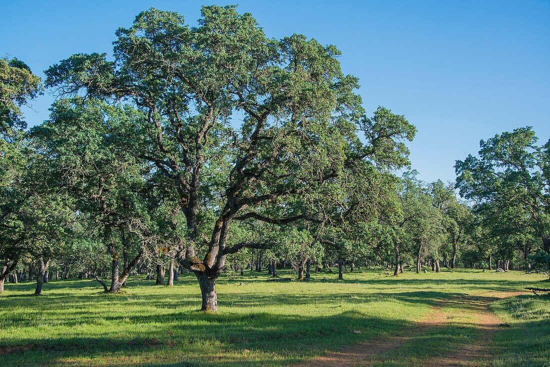 Majestic oaks highlight a California landscape.