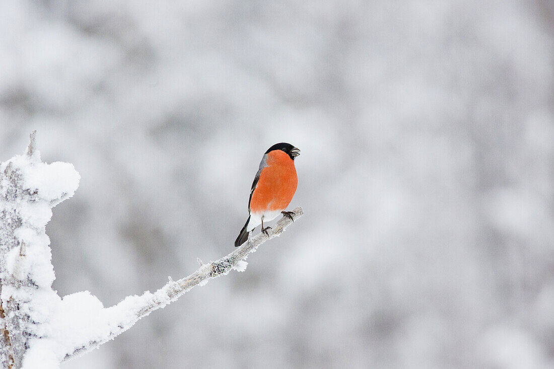 Eurasian Bullfinch sitting in a snowy pine tree in gällivare, Swedish lapland, Scandinavia.