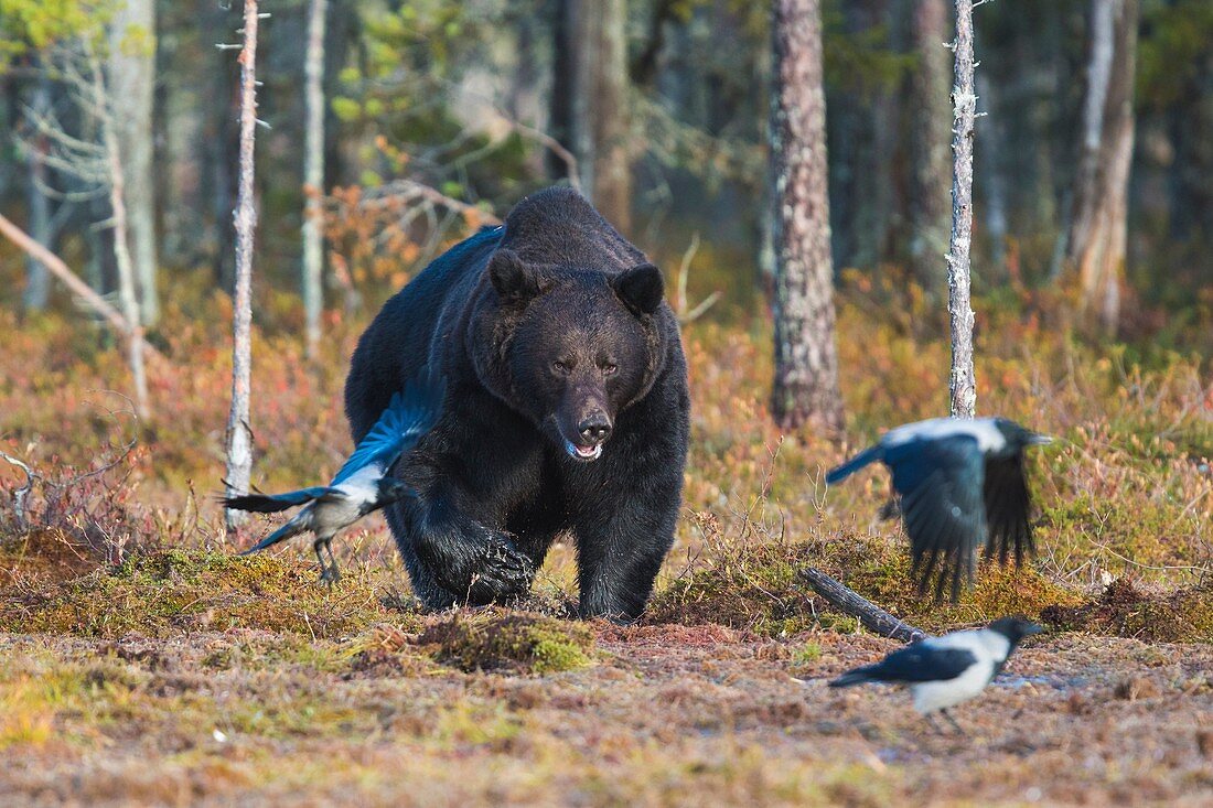 Big brown bear, Ursus arctos coming out from forest and crows are running away, Kuhmo, Finland.