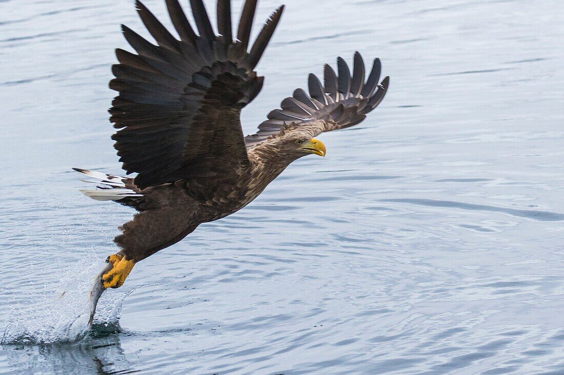 White-tailed eagle, Haliaeetus albicilla, grabbing fish, wings are spread, Andenes, Norway.