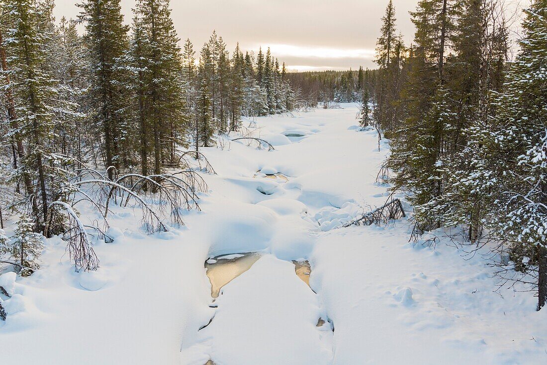 Frozen creek with trees on the side, plenty of snow on the ice, Gällivare, Sweden.