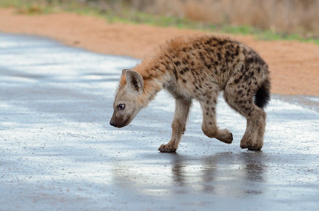 Spotted hyena (Crocuta crocuta), cub, walking on a wet road, after the rain, Kruger National Park, South Africa, Africa.