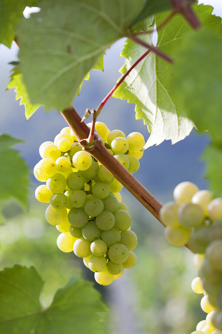 Riesling Wine grape.