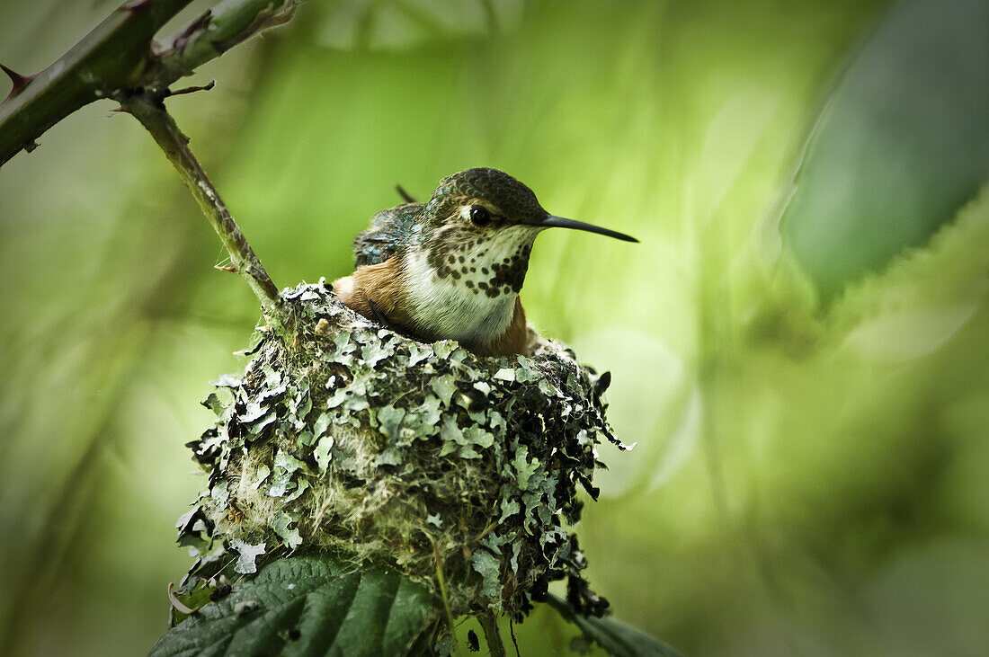 Roofus humming bird sitting on her nest with two babies below her. You can see one small beek sticking up on the left.