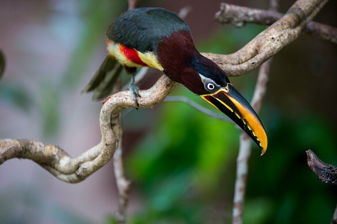 A Chestnut-eared aracari (Pteroglossus castanotis) on a branch of a tree near the Pixaim River in the northern Pantanal, Mato Grosso province of Brazil.