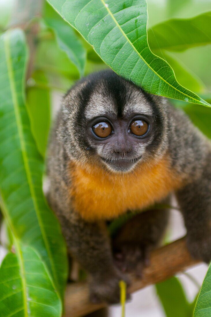 Portrait of a Night owl monkey along the Maranon River in the Peruvian Amazon River basin near Iquitos.