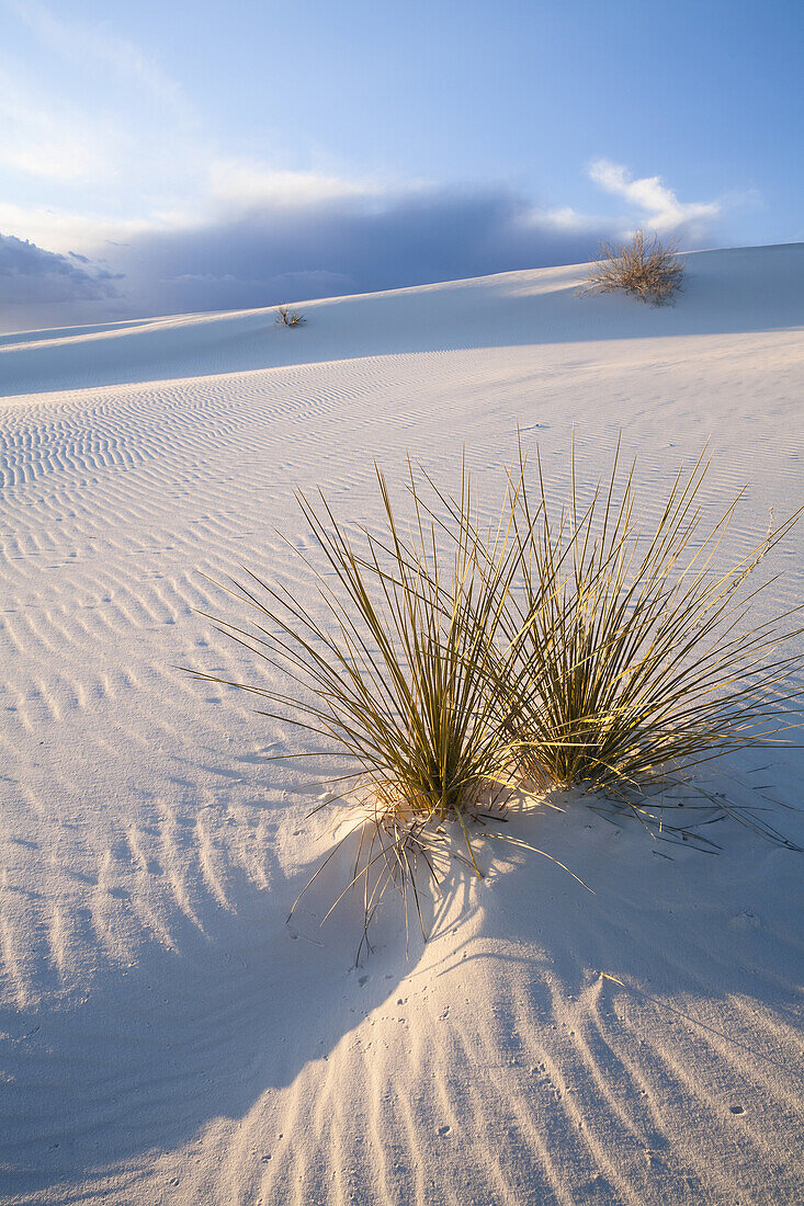 A Yucca plant pokes through the sand during a colourful sunset at White Sands National Monument at sunset in Alamogordo, New Mexico, USA.