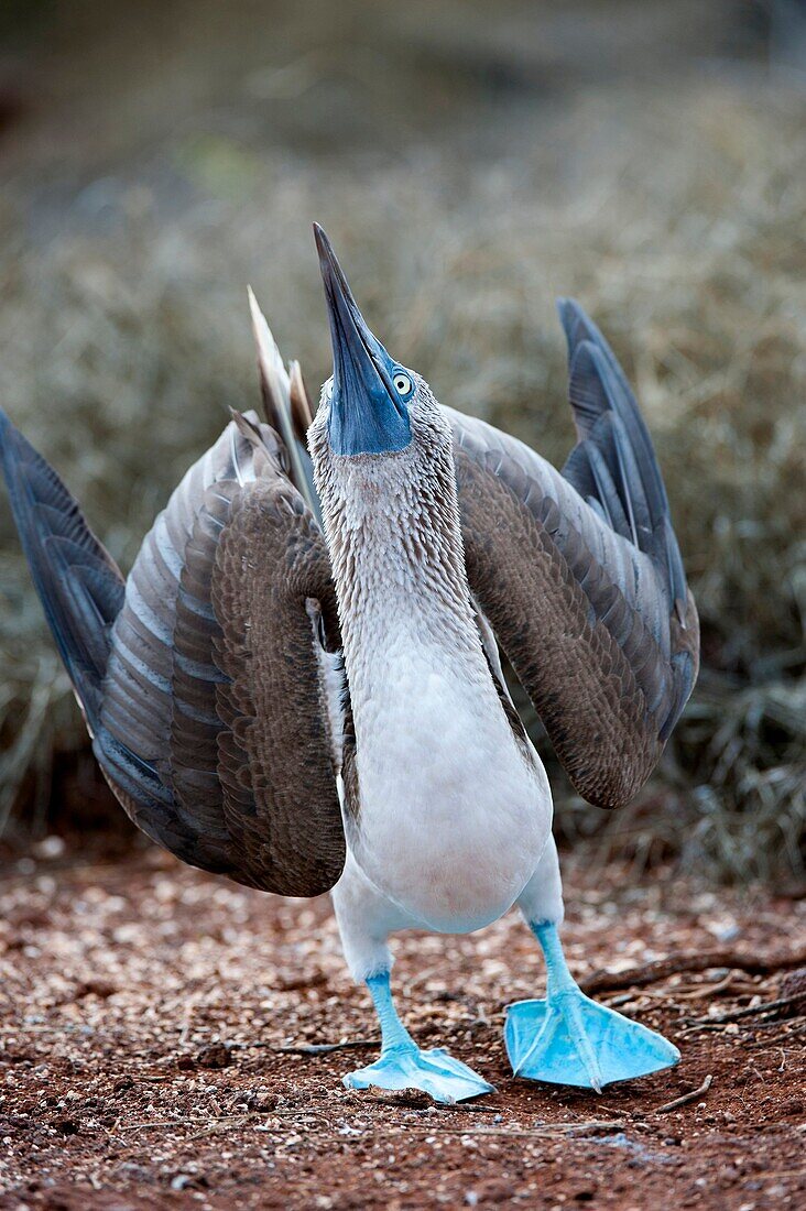 A blue-footed booby (Sula nebouxii) is sky-pointing (courtship behavior) on North Seymour Island in the Galapagos, Ecuador.
