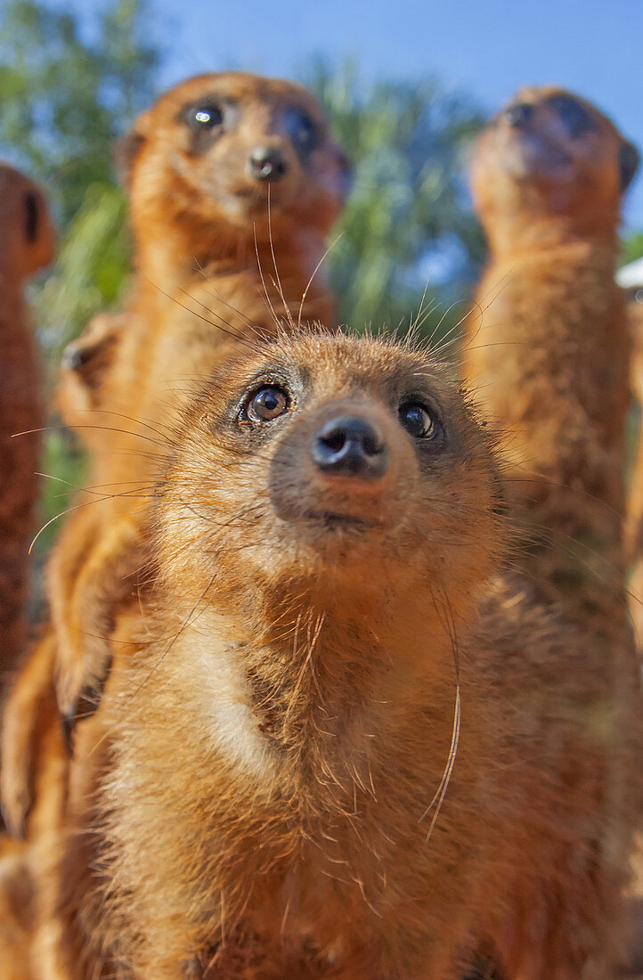 'A curious but cautious meerkat comes closer than its friends; captive, Florida, USA.'