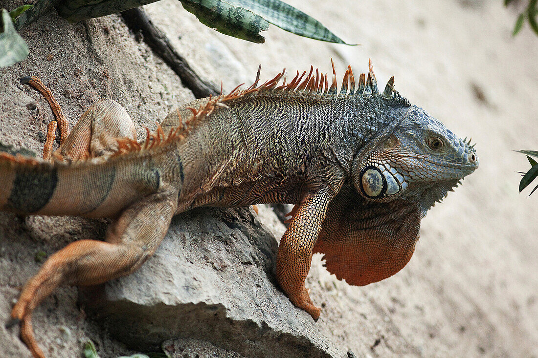 Iguana walking on the rocks, Isla Mujeres, Quintana Roo, Yucatan Province, Mexico, North America.