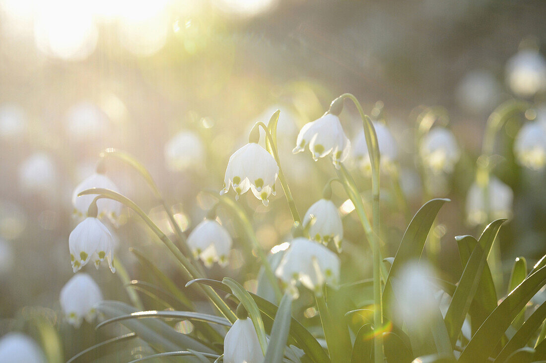 Landscape of Spring Snowflake (Leucojum vernum) blossoms in a forest on a sunny evening in spring.