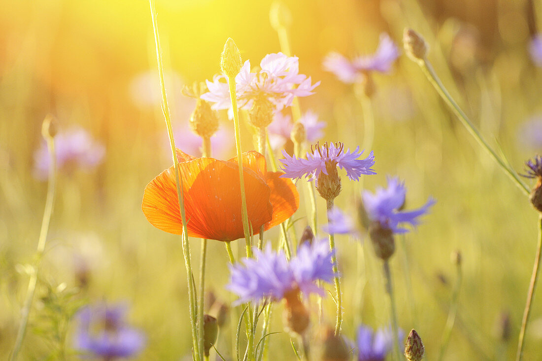 Close-up of a Corn poppy (Papaver rhoeas) between flowering Cornflowers (Centaurea cyanus) in summer.