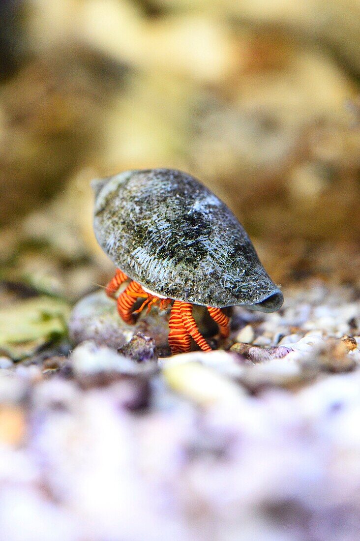 Close-up of a Hermit crab (Calcinus laevimanus) in an aquarium under water
