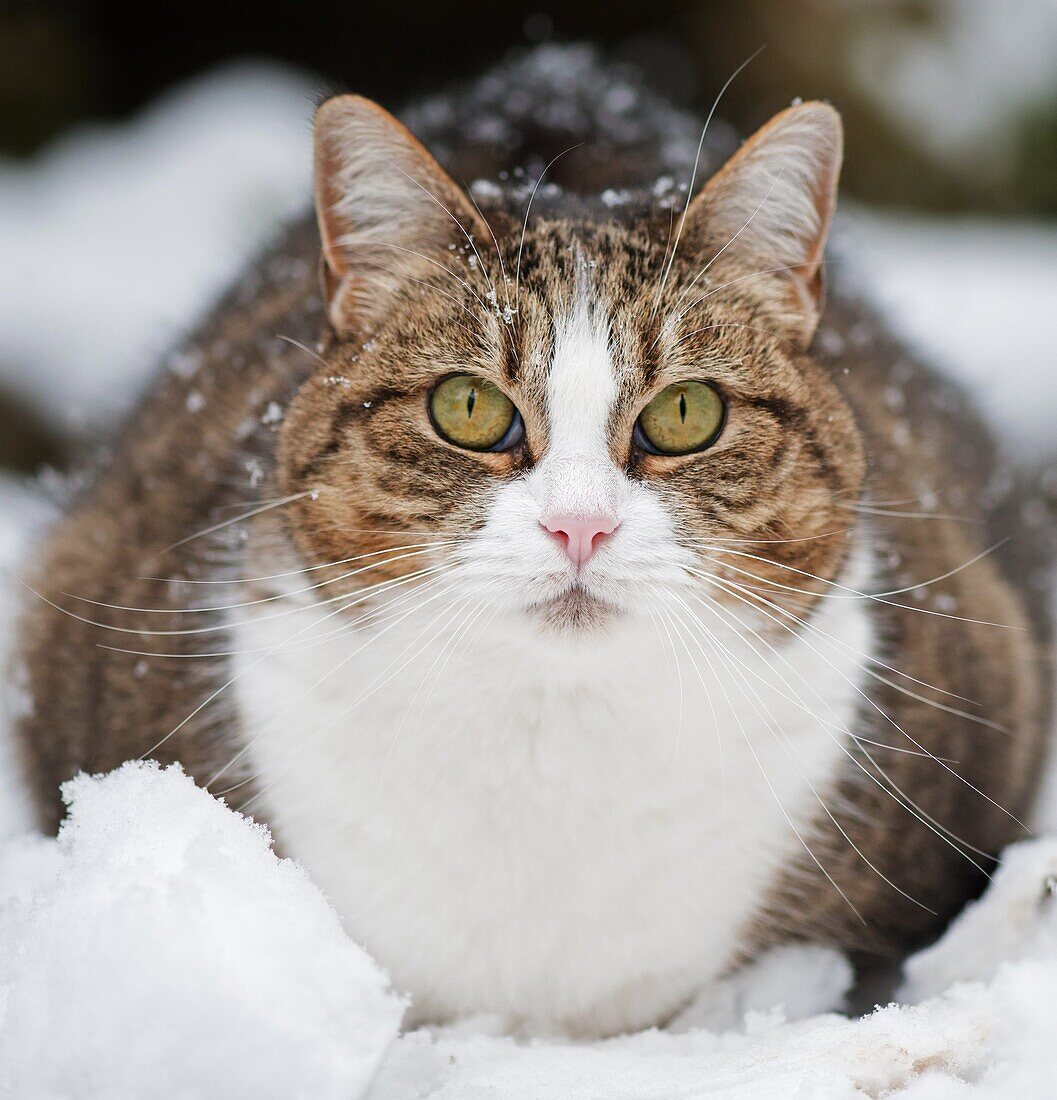 Mackerel Tabby Domestic Cat- Felis catus in snow. Winter, Uk.
