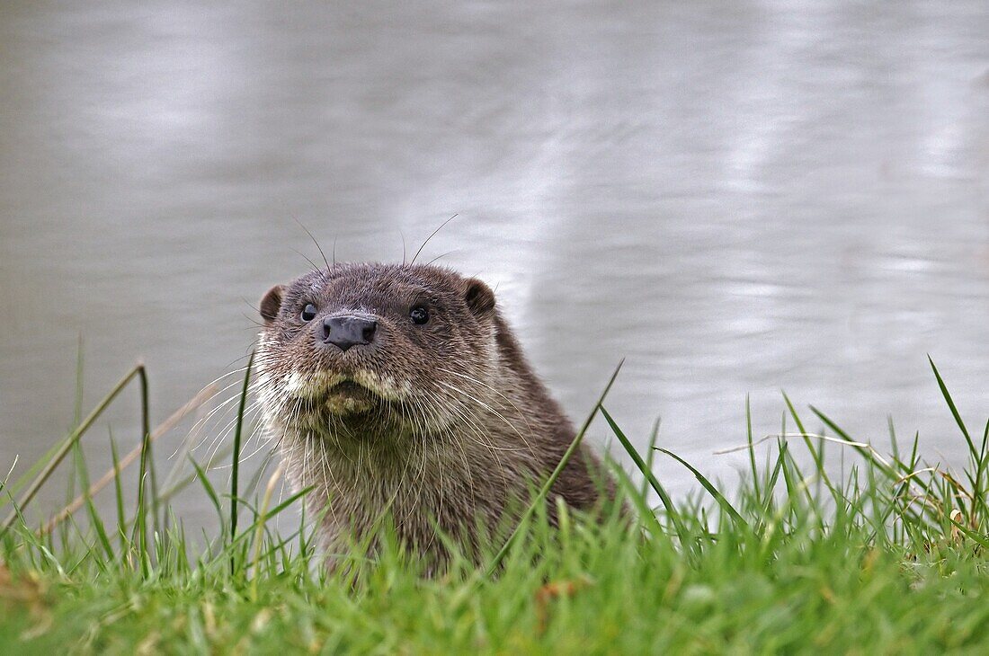 Otter-Lutra lutra.