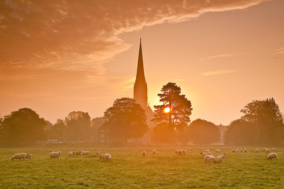 Salisbury cathedral and the west harnham water meadows.