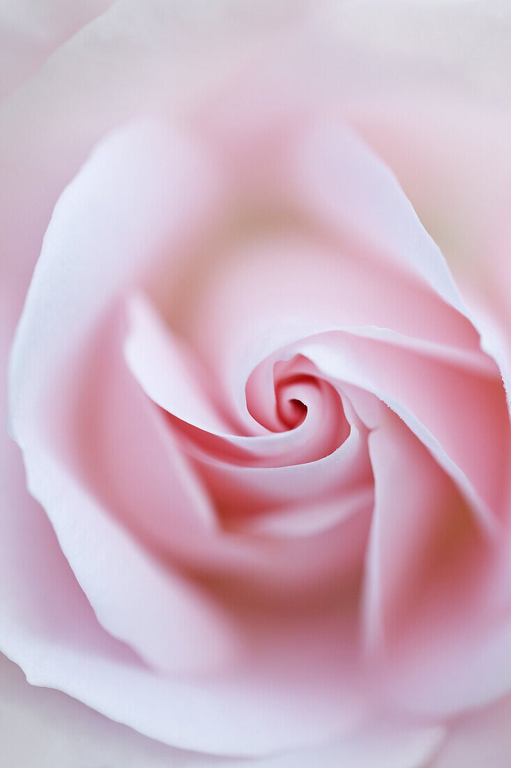 Rosa, rose type floribunda, variety Special Child (Taniripsa).