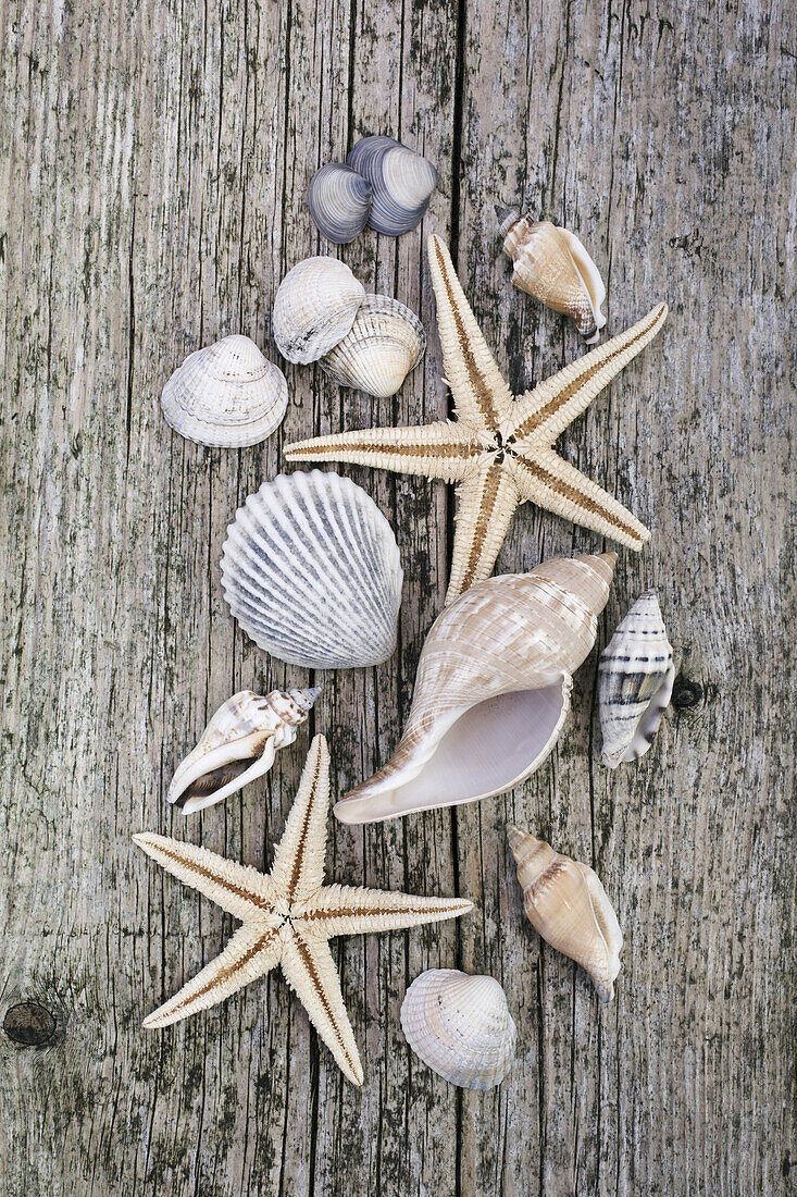 Sea shells and Starfish on weathered timber decking.