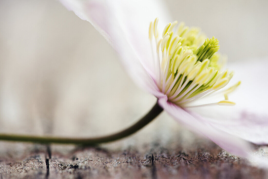 Detached Clematis flower lying on weathered wooden table.