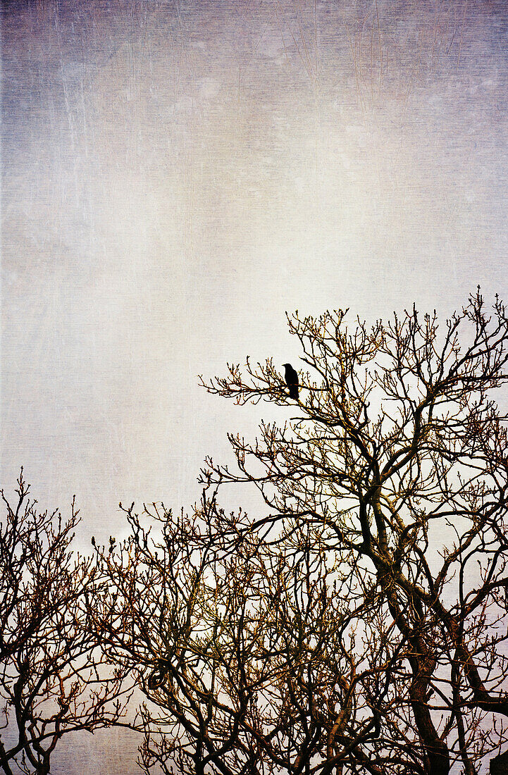 Crow in tree textured image.