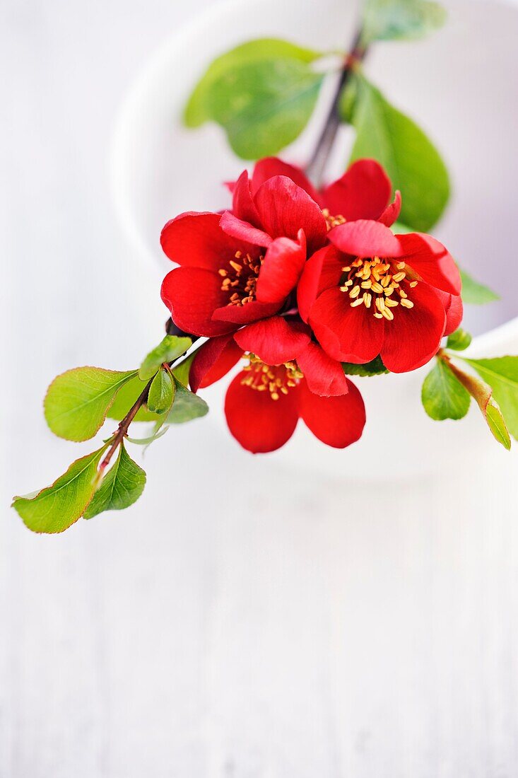 Chaenomeles flowering quince resting across white ceramic container.