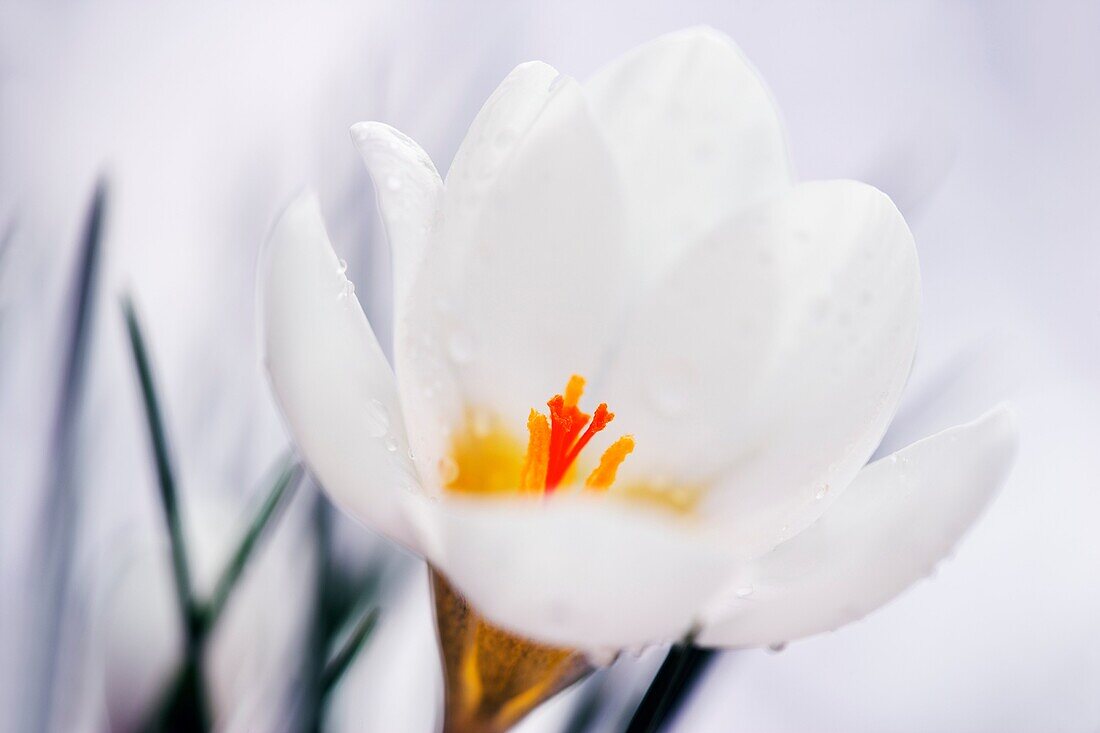 Species Crocus Blue Pearl.