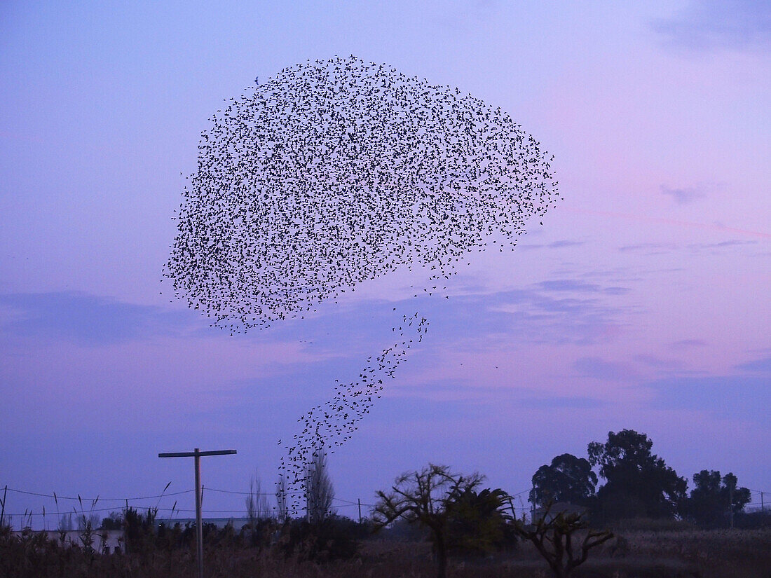 Tree shape group of starlings flying at dawn over Sant Carles de la Rapita Village neighbourhood. Ebro Delta Natural Park. Montsia Region, Tarragona Province, Catalonia, Spain.