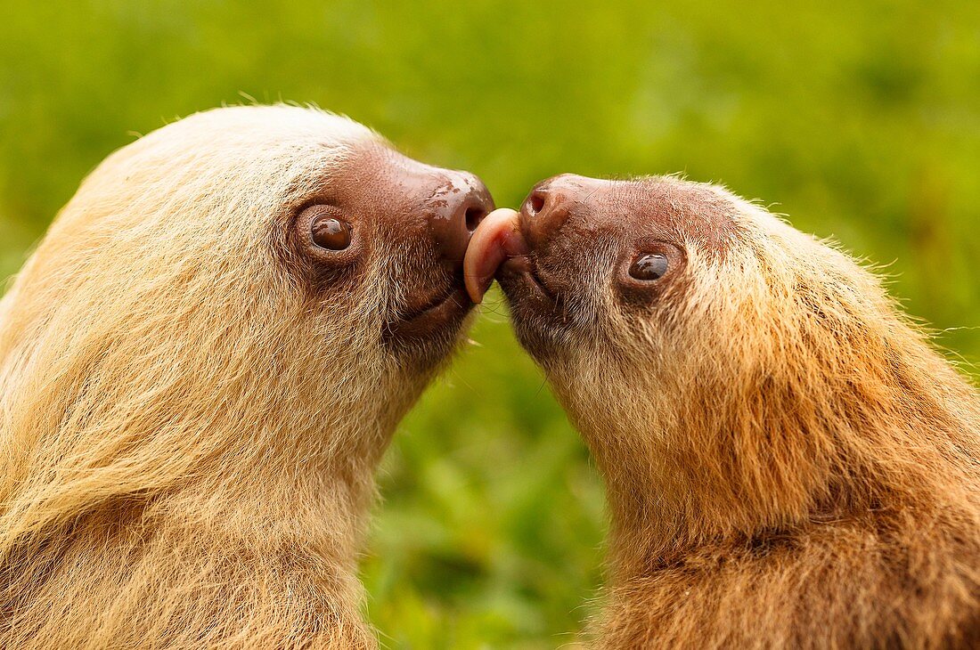 Hoffmann´s two-toed sloth (Choloepus hoffmanni) Aviarios del Caribe. Costa Rica. America.