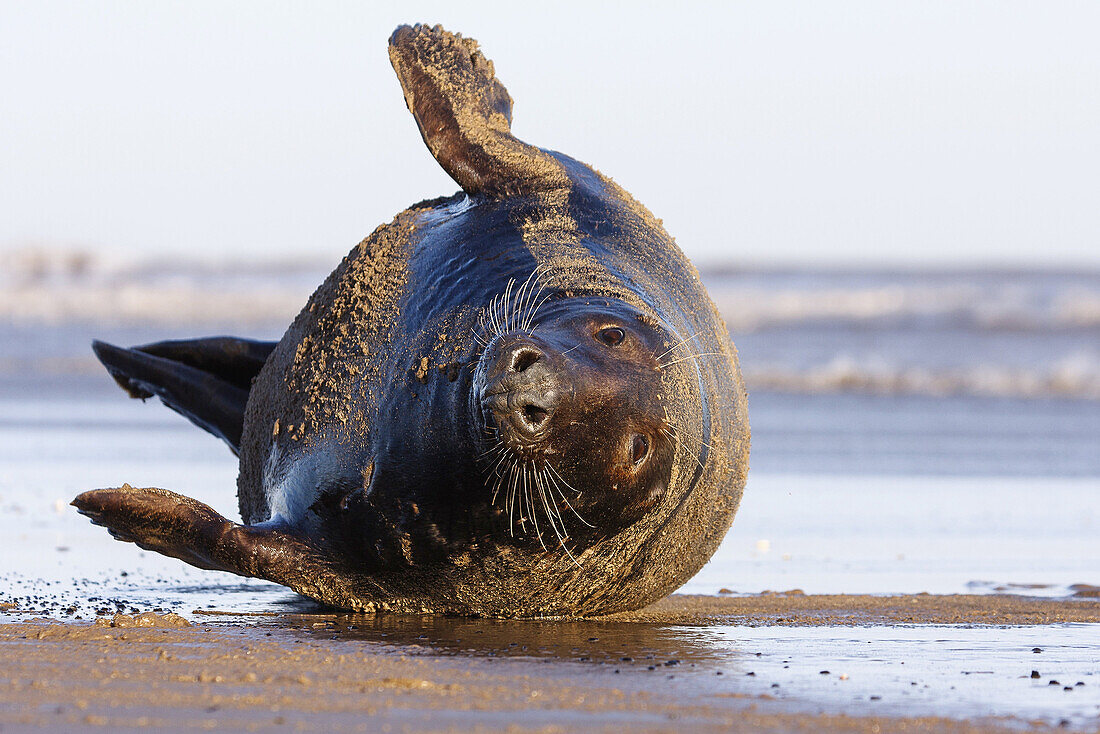 Seal grey (Halichoerus grypus) Donna Nook National Nature Reserve, Lincolnshile, England, U.K., Europe.