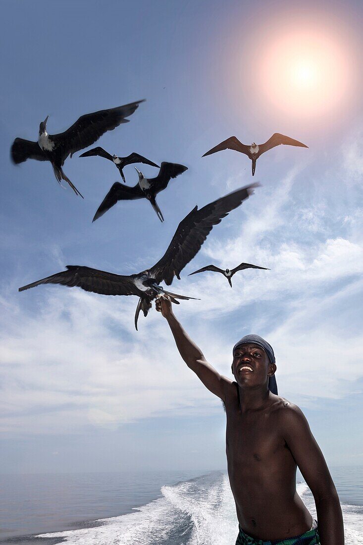 fregates birds. Bread and Butter Caye. belize.