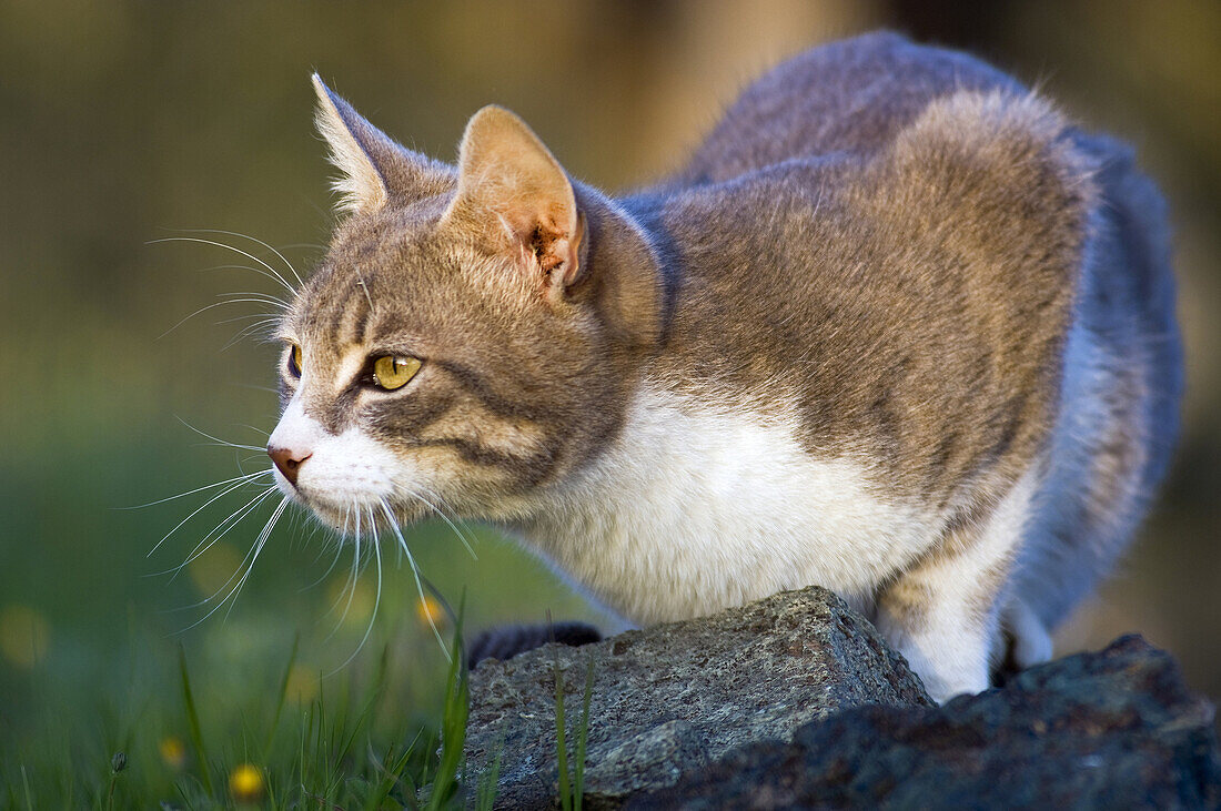 Young tomcat lurking in the garden.