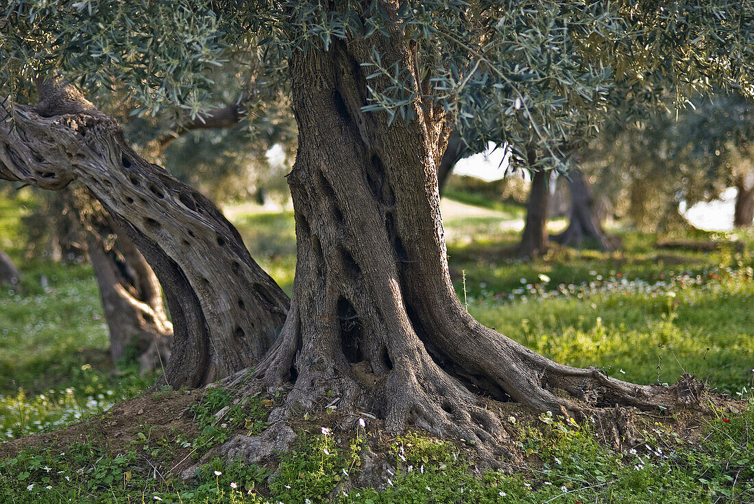 Aged olive grove