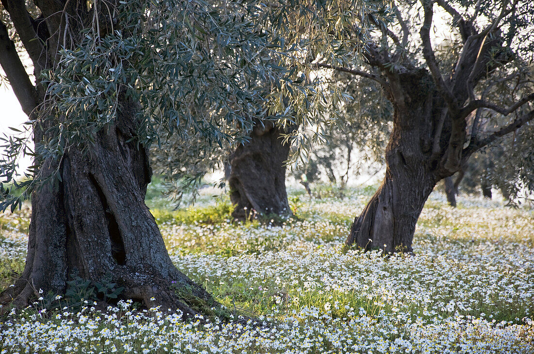 Olive grove in springtime - Pelion Peninsula, Thessaly, Greece