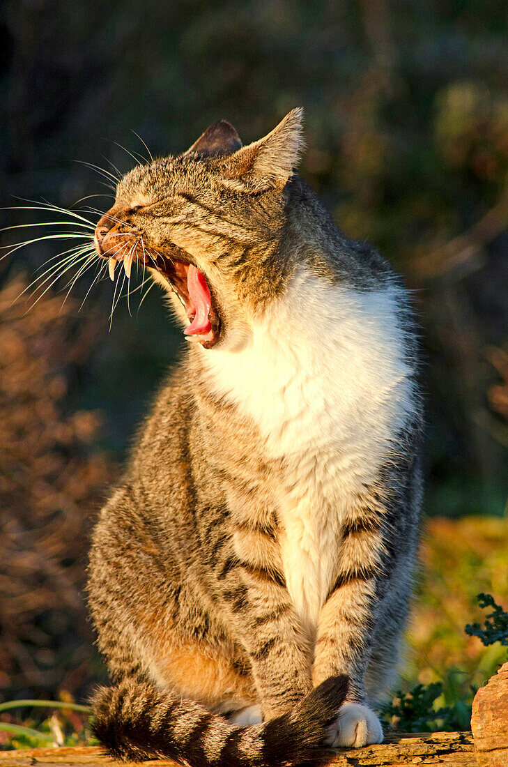 Portrait of a yawning cat.