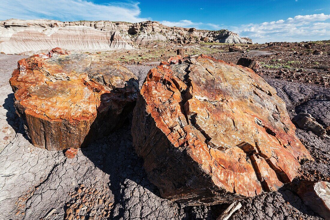 Petrified Forest National Park, Arizona.