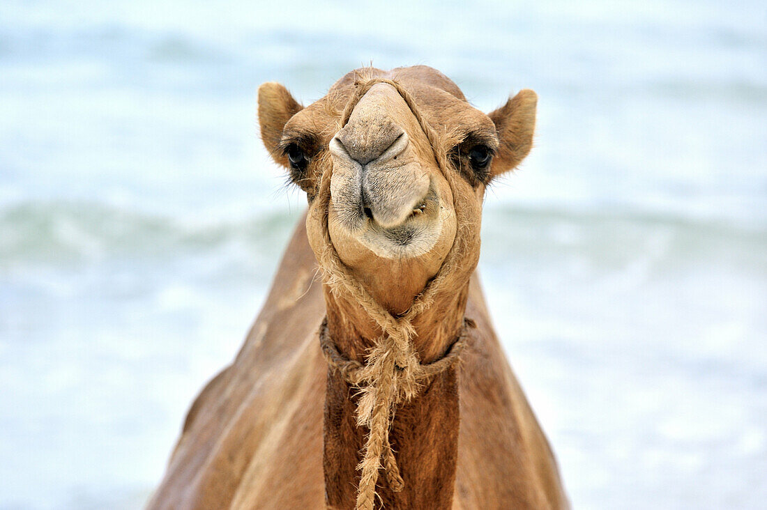 Funny camel, Camelus dromedarius, gritting its teeth, Mombasa, Kenya.