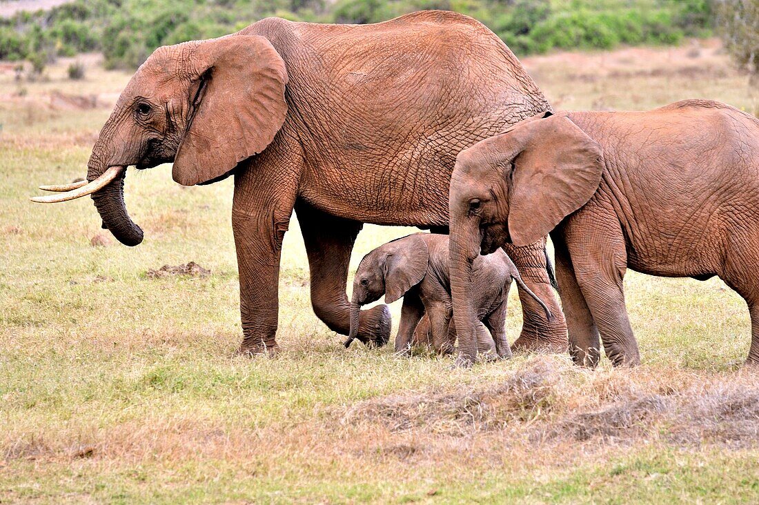 Three elephants, Loxodonta africana, young baby and its parents in Tsavo East National Park, Kenya.