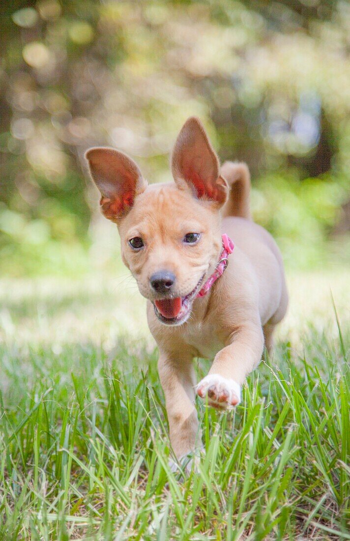 mixed breed young puppy dog running and playing in the grass outside.