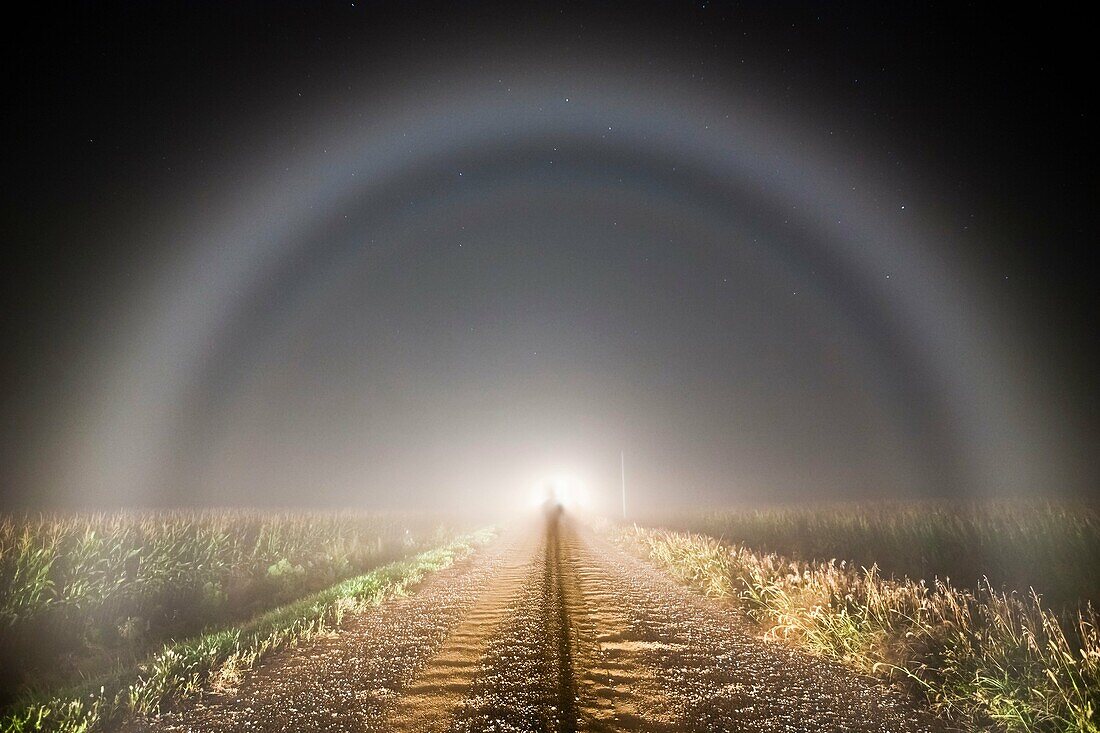 Defined fogbow shines ahead of a car in some crop fog over a field in western Iowa. The only way to see such fogbows is to walk out 50-100 feet into your headlights and look away from the vehicile. This could not be seen from inside the car itself. At the