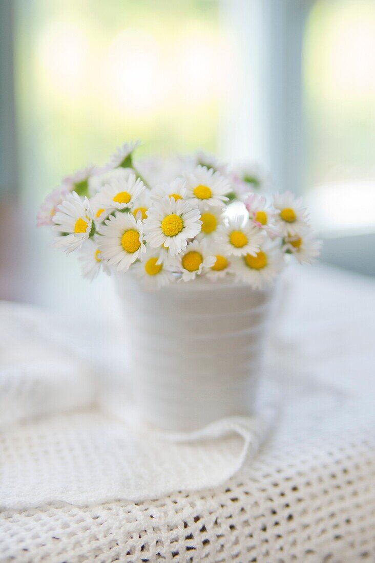 Summer season, the time for the collection of small daisy field.