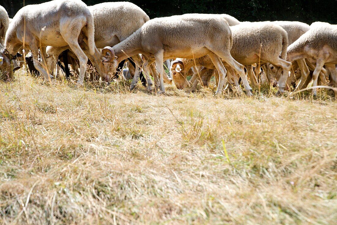 A flock of sheep grazing on a meadow in the mountains.
