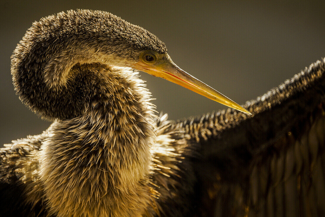 Close-up of an anhinga drying its wings. Backlit portrait.