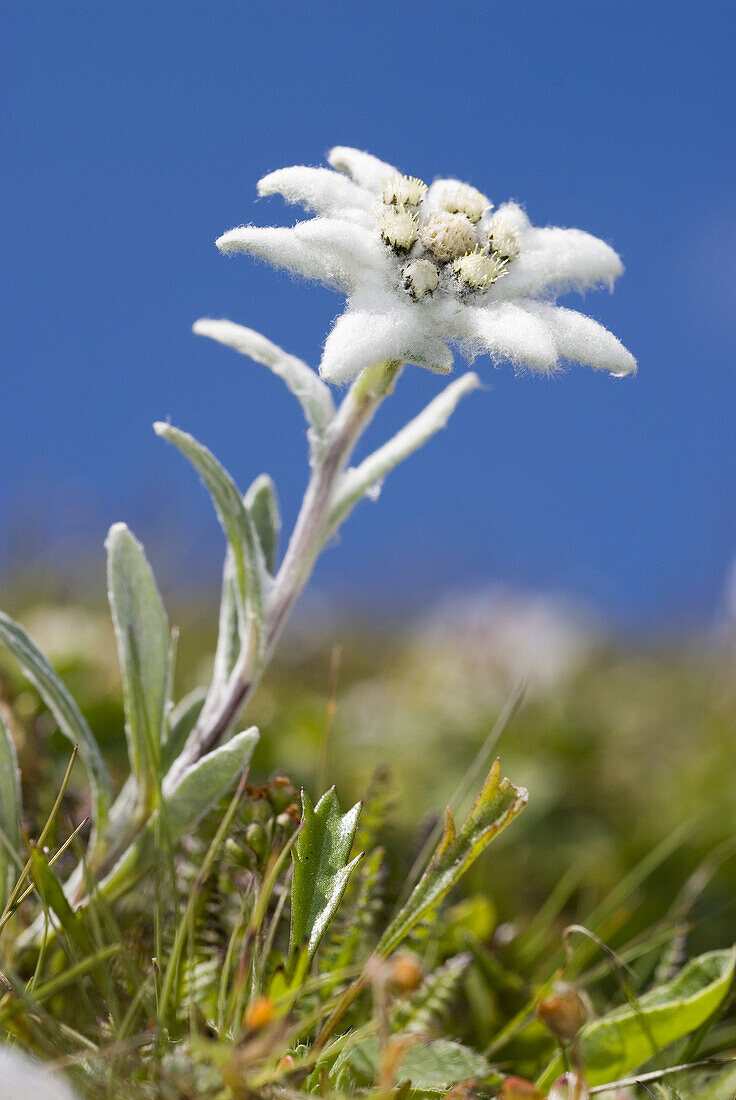 Edelweiss Steiermark, Österreich (Leontopodium nivale)
